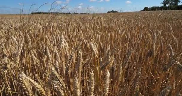 Loiret Fransa Buğday Tarlası — Stok video