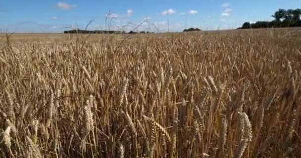 Campo Trigo Loiret Francia — Vídeo de stock