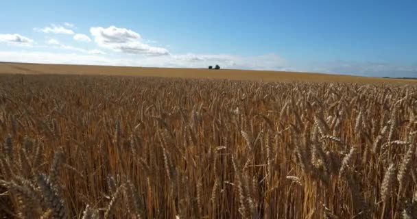 Пшеничное Поле Луаре — стоковое видео