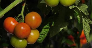 Hidrofonik kültürü. Güney Fransa 'da yeşil evlerin altında büyüyen domatesler.