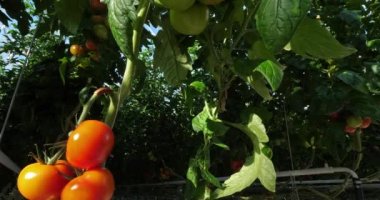 Hidrofonik kültürü. Güney Fransa 'da yeşil evlerin altında büyüyen domatesler.