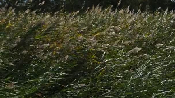 Parque Regional Natural Scamandre Gallician Petite Camargue Occitanie França Vento — Vídeo de Stock