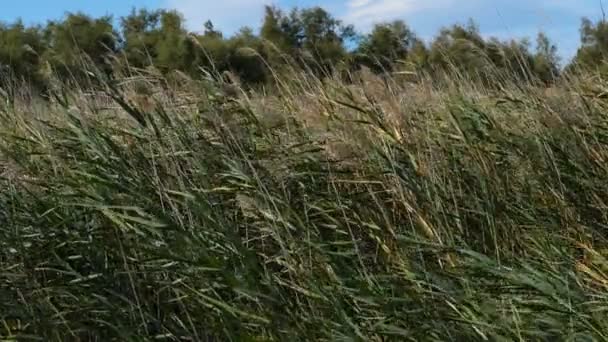 Scamandre Természeti Park Gallician Petite Camargue Occitanie Franciaország Szél Átfúj — Stock videók