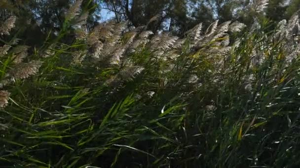 Scamandre Természeti Park Gallician Petite Camargue Occitanie Franciaország Szél Átfúj — Stock videók