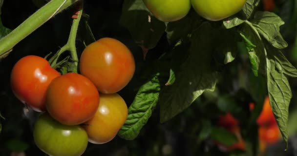 Hydroponická Kultura Rajčata Rostoucí Pod Zelenými Domy Jižní Francii — Stock video