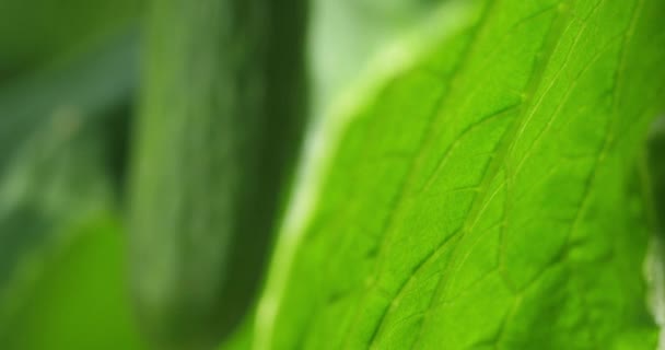 水栽文化 法国南部绿屋下生长的黄瓜 — 图库视频影像