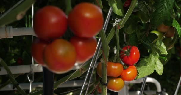 Hydroponische Cultuur Tomaten Geteeld Onder Kassen Zuid Frankrijk — Stockvideo