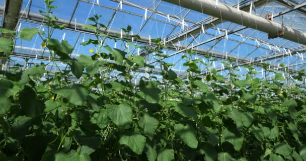 Cultivo Hidropónico Pepinos Que Crecen Bajo Casas Verdes Sur Francia — Vídeo de stock