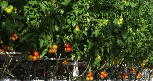 Hydroponische Cultuur Tomaten Geteeld Onder Kassen Zuid Frankrijk — Stockvideo