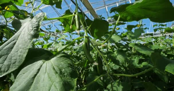 Hydroponics Culture Cucumbers Growing Green Houses Southern France — Stock Video