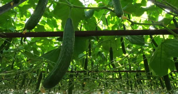 Cultivo Hidropónico Pepinos Que Crecen Bajo Casas Verdes Sur Francia — Vídeo de stock