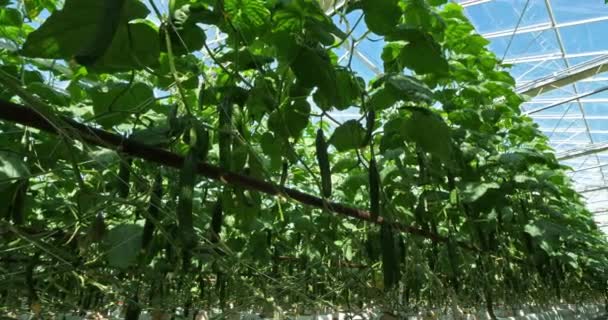 水耕栽培 南フランスの緑の家の下で成長しているキュウリ — ストック動画