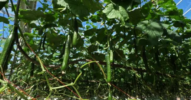 Cultura Hidropônica Pepinos Que Crescem Sob Casas Verdes Sul França — Vídeo de Stock