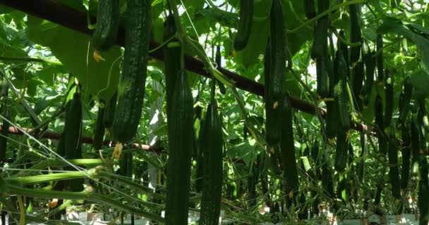 Cultivo Hidropónico Pepinos Que Crecen Bajo Casas Verdes Sur Francia — Vídeo de stock