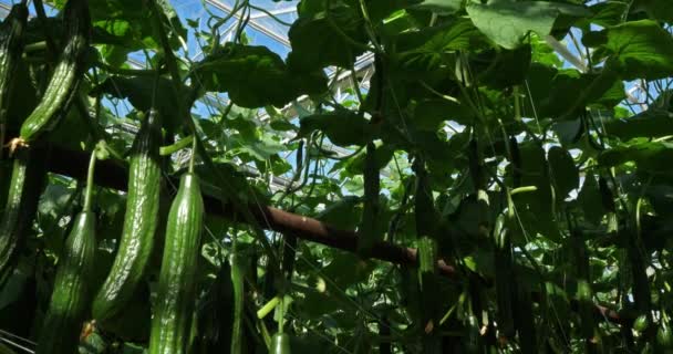 Culture Hydroponique Concombres Cultivés Sous Serre Dans Sud France — Video