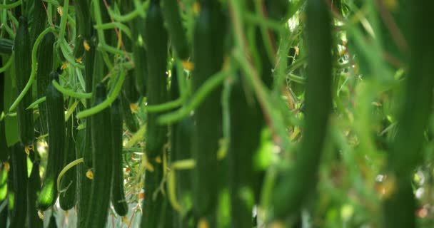 水耕栽培 南フランスの緑の家の下で成長しているキュウリ — ストック動画