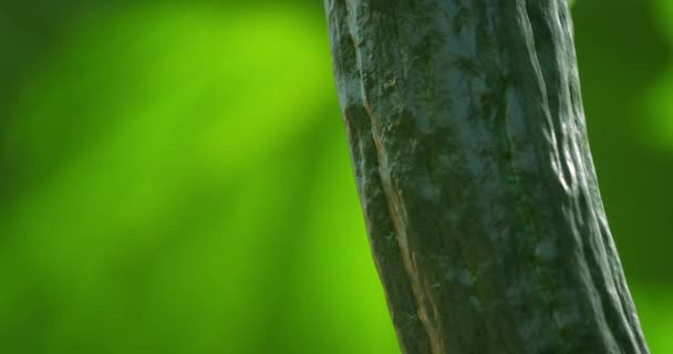 Гідропоніка Культури Огірки Ростуть Під Зеленими Будинками Півдні Франції — стокове відео