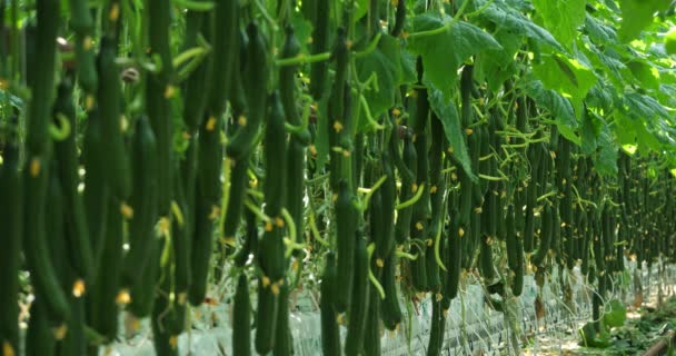 Cultivo Hidropónico Pepinos Que Crecen Bajo Casas Verdes Sur Francia — Vídeo de stock