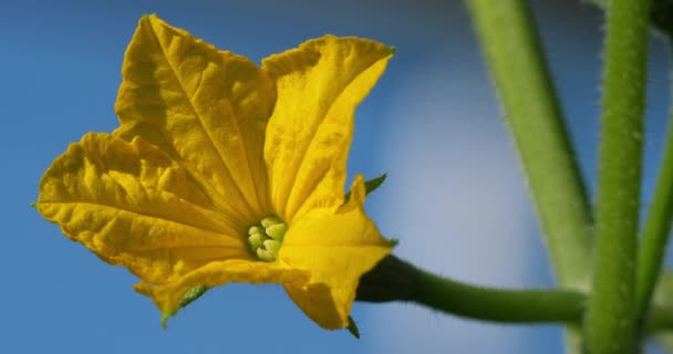 Cultivo Hidropónico Flor Pepinos Creciendo Bajo Casas Verdes Sur Francia — Vídeo de stock