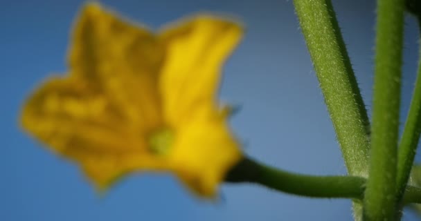 Květina Okurek Pěstovaných Pod Zelenými Domy Jižní Francii — Stock video