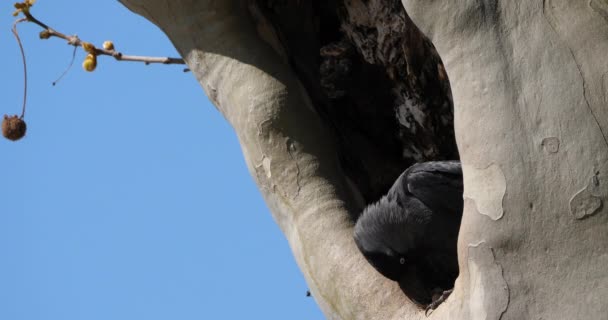 西头鸭 Coloeus Monp Org 栖息在盘上 — 图库视频影像