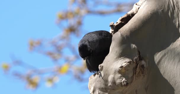 Westelijke Kauw Coloeus Monedula Een Platanus — Stockvideo