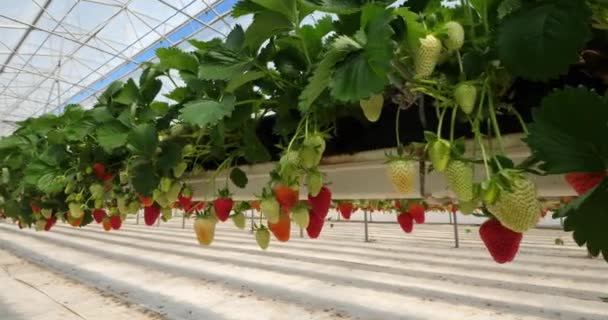 Erdbeeren Wachsen Unter Gewächshäusern Südfrankreich — Stockvideo