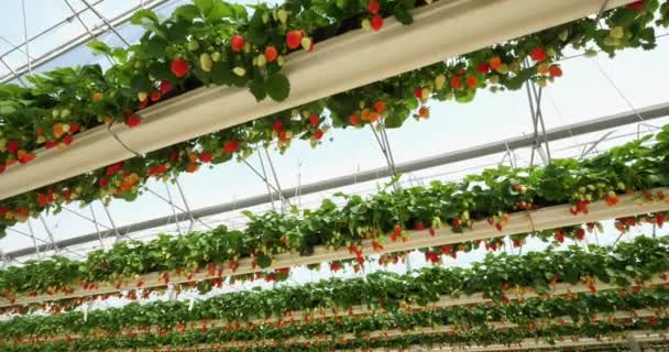 Căpșuni Creștere Sub Case Verzi Din Sudul Franței — Videoclip de stoc