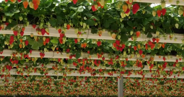 Fresas Que Crecen Bajo Casas Verdes Sur Francia — Vídeo de stock