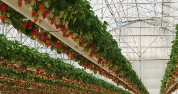 Aardbeien Groeien Onder Kassen Zuid Frankrijk — Stockvideo