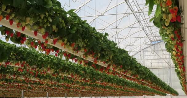 Fresas Que Crecen Bajo Casas Verdes Sur Francia — Vídeo de stock