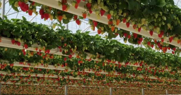 Erdbeeren Wachsen Unter Gewächshäusern Südfrankreich — Stockvideo