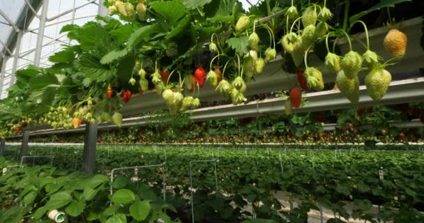 Morangos Que Crescem Sob Casas Verdes Sul França — Vídeo de Stock