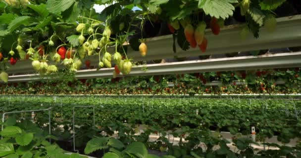 Fragole Che Crescono Sotto Case Verdi Nel Sud Della Francia — Video Stock