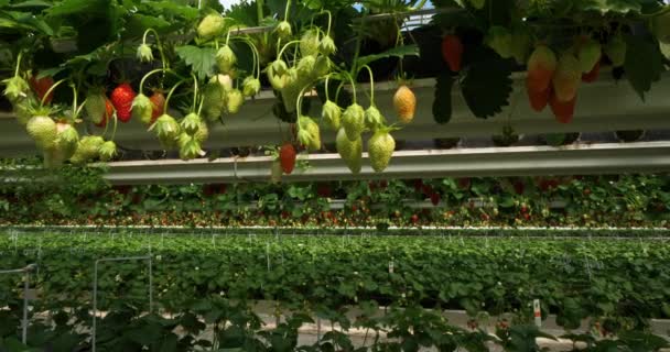 Fresas Que Crecen Bajo Casas Verdes Sur Francia — Vídeo de stock