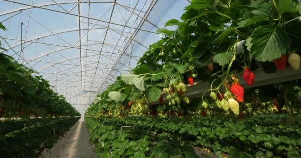 Erdbeeren Wachsen Unter Gewächshäusern Südfrankreich — Stockvideo