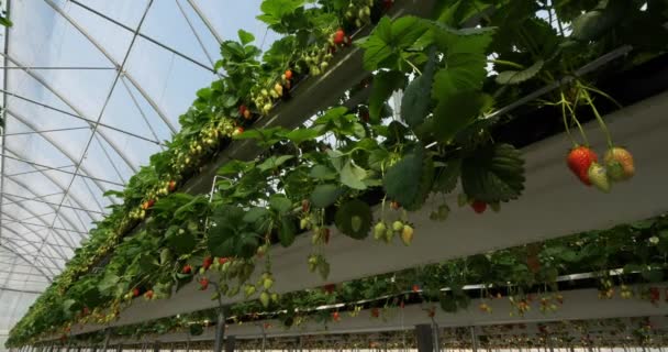 Fresas Que Crecen Bajo Casas Verdes Sur Francia — Vídeo de stock