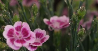   Dianthus caryophyllus, yaygın olarak karanfil olarak bilinir..