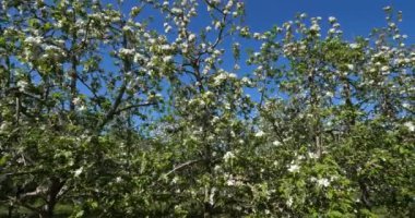 Elma ağaçları bahar mevsiminde çiçek açar, Occitanie, Güney Fransa