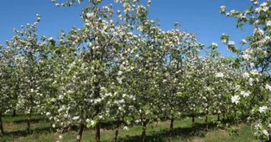 Elma ağaçları bahar mevsiminde çiçek açar, Occitanie, Güney Fransa