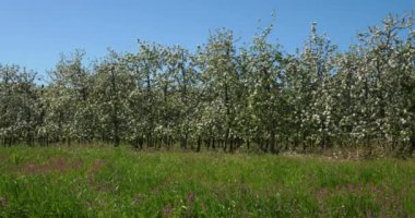 Elma ağaçları bahar mevsiminde çiçek açar, Occitanie, Güney Fransa
