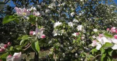 Elma ağaçları bahar mevsiminde çiçek açar, Occitanie, Güney Fransa
