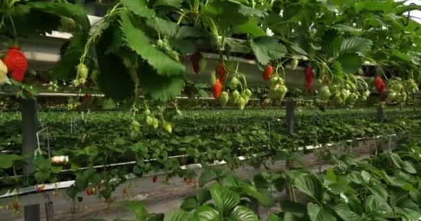 Strawberries Growing Green Houses Southern France — Stock Video