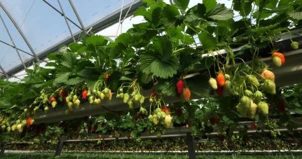Erdbeeren Wachsen Unter Gewächshäusern Südfrankreich — Stockvideo