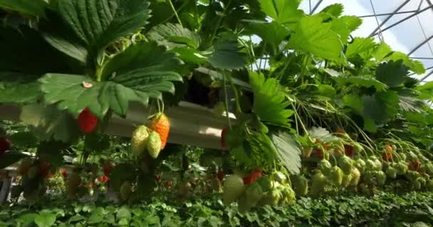 Fragole Che Crescono Sotto Case Verdi Nel Sud Della Francia — Video Stock