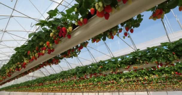 生长在法国南部绿屋下的草莓 — 图库视频影像