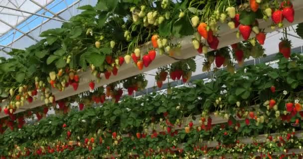 Fresas Que Crecen Bajo Casas Verdes Sur Francia — Vídeo de stock