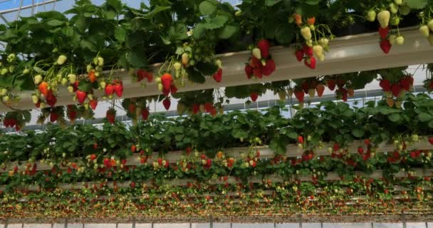 Fresas Que Crecen Bajo Casas Verdes Sur Francia — Vídeos de Stock