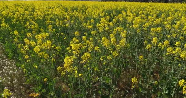 Pole Řepkového Semene Brassica Napus Jižní Francii — Stock video