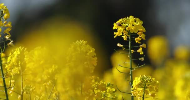 Pole Rzepaku Brassica Napus Południowej Francji — Wideo stockowe